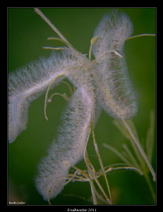 Bryozoans feeding on alge by Beate Seiler 